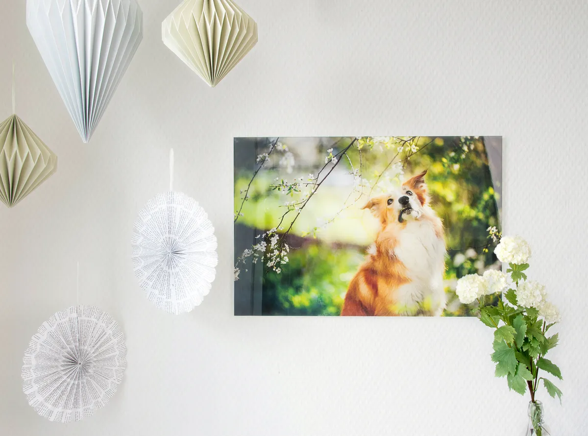 Wandbild auf Acrylglas mit Hundefoto
